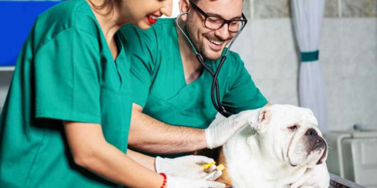 Los mejores alimentos especiales para perros con problemas hepáticos: ¡cuida la salud de tu peludo!