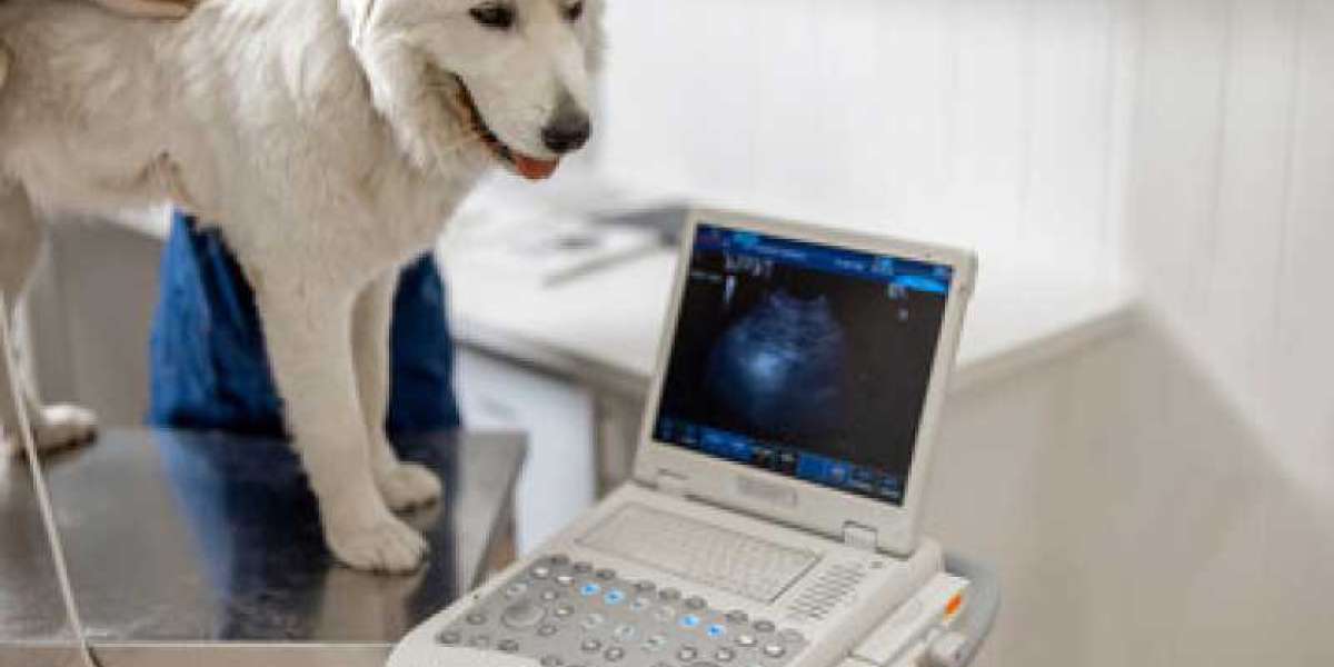 High creatinine in dogs How should it be approached?