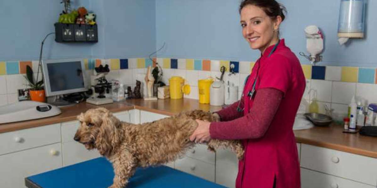 El hipertiroidismo en gatos: La endocrinopatía más común de los felinos Clinica veterinaria Madrid