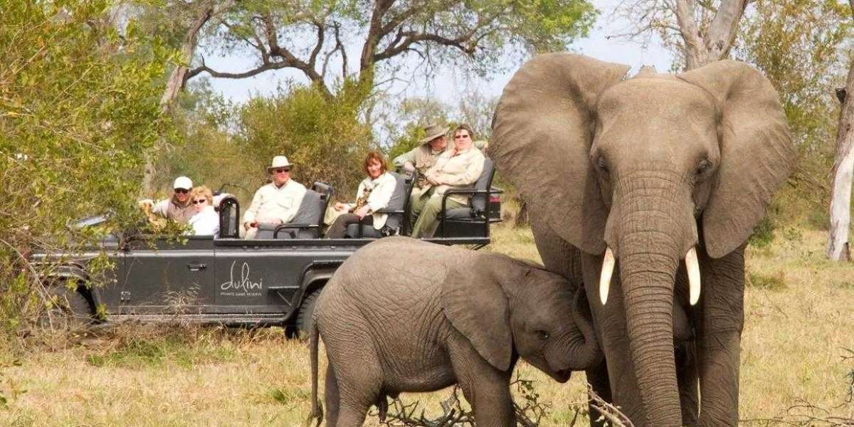 Honeymoon Safari in Kruger Park: A Romantic Adventure