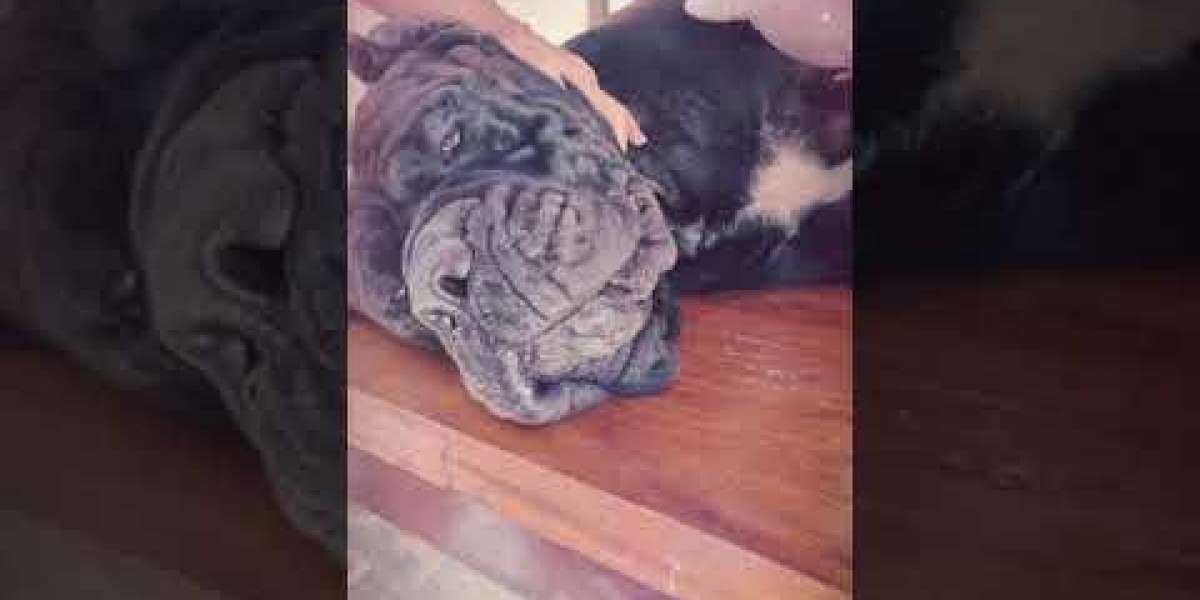 Ultrasound Cost For a Dog Everything You Should Know