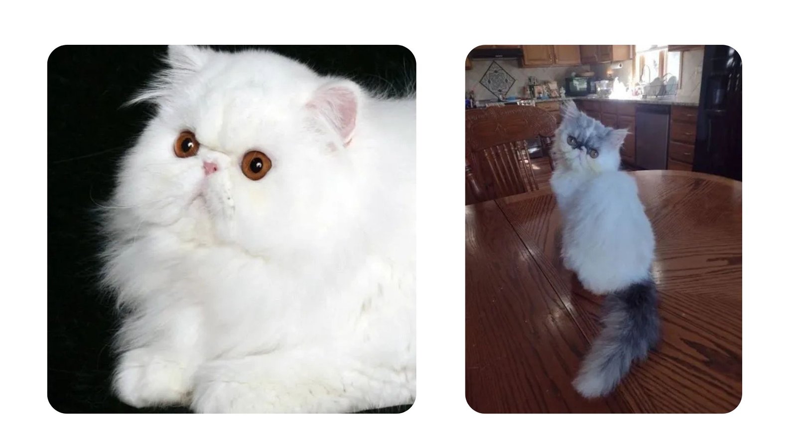 Top Questions About Persian Kittens Answered  - TechyWalls