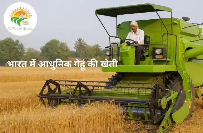 भारत में आधुनिक गेहूं की खेती: विधियाँ, लागत और लाभ