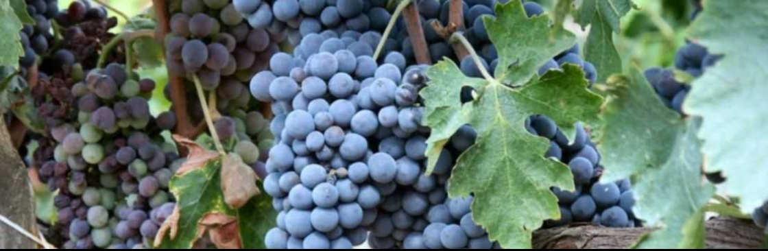 Red Dot Wine Cover Image